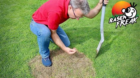 Wie Gras zu ersetzen ist: Ersetzen Sie Toten Gras Patches